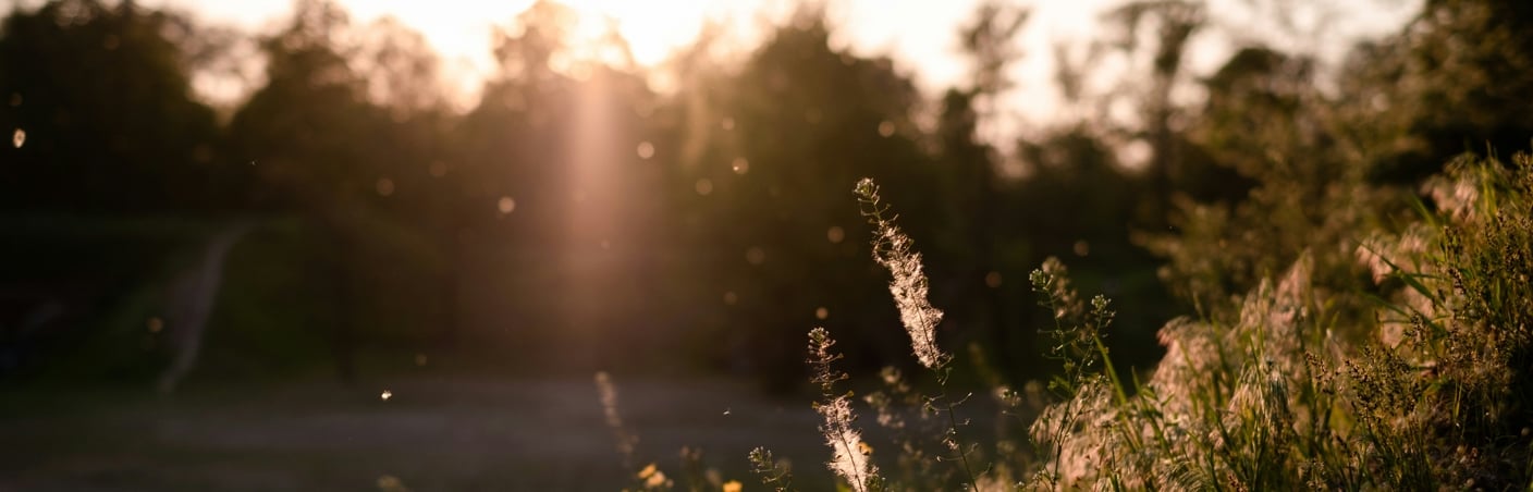 Airborne allergens extend to    an all-year challenge