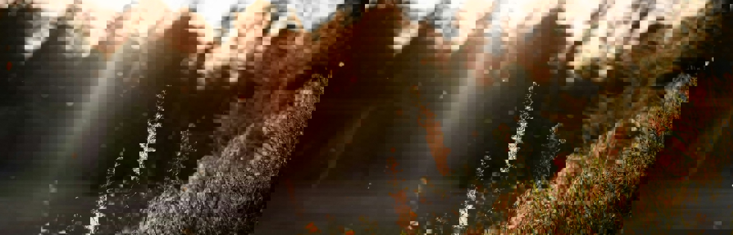 Airborne allergens extend to    an all-year challenge